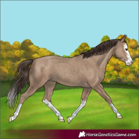 Horse Color:Classic Champagne Splash