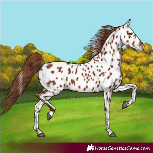 Horse Color:Chestnut Appaloosa 
