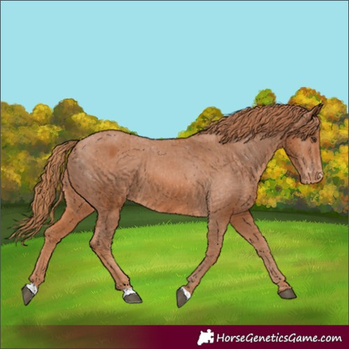 Horse Color:Chestnut Appaloosa 