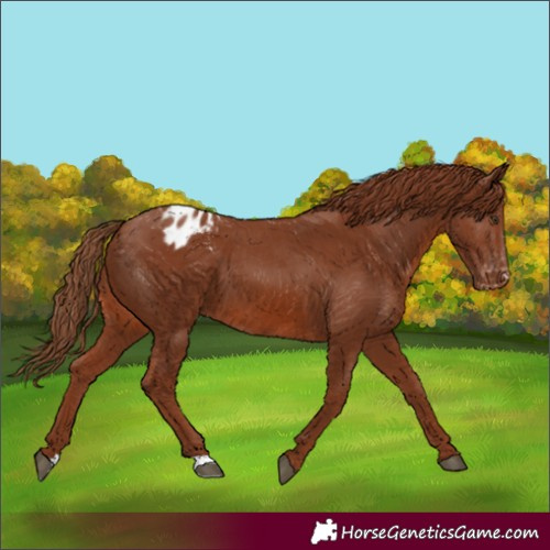 Horse Color:Chestnut Appaloosa 
