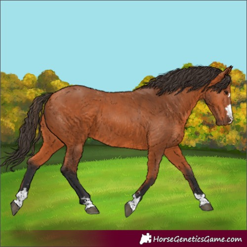 Horse Color:Bay 