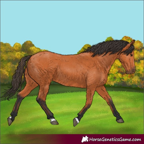 Horse Color:Bay 