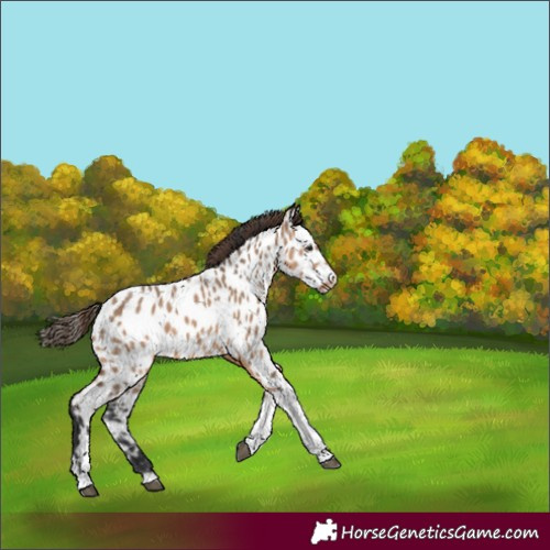 Horse Color:Bay Dun Tobiano Appaloosa 
