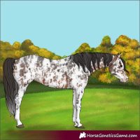 Horse Color:Bay Sabino Splash Appaloosa  and Bay Sabino Splash Appaloosa 