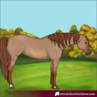 Horse Color:Red Dun 