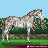 Horse Color:Liver Chestnut Sabino Splash Appaloosa  and Liver Red Dun Sabino Splash Appaloosa 