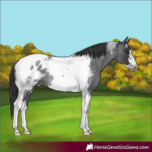 Horse Color:Blue Roan Tobiano Frame Blanket Rabicano