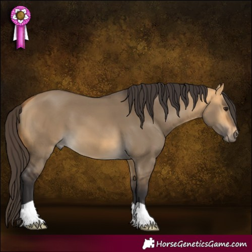 Horse Color:Buckskin Dun 