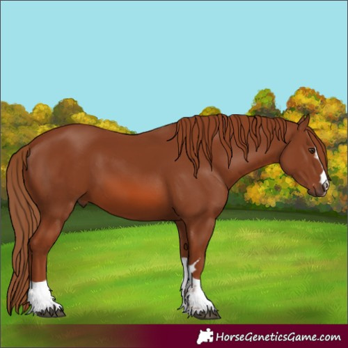 Horse Color:Chestnut 
