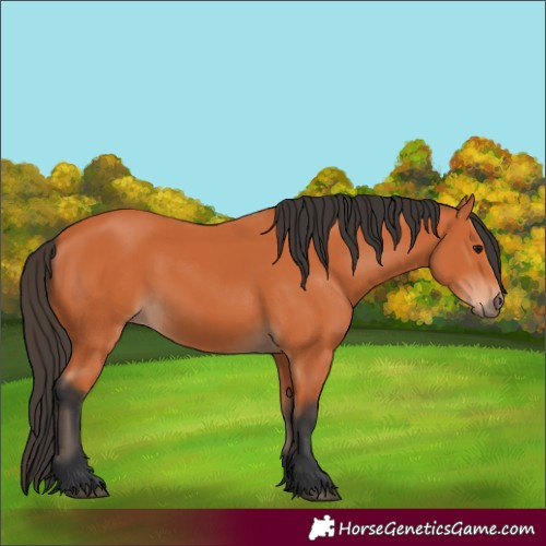Horse Color:Bay 