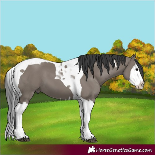 Horse Color:Grullo Splash Tobiano 