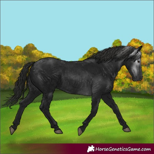 Horse Color:Gray Black 