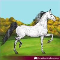 Horse Color:Blue Roan Appaloosa 