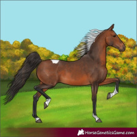 Horse Color:Bay Tobiano 