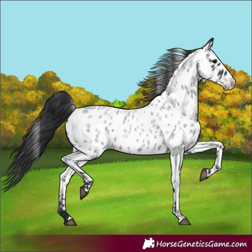 Horse Color:Blue Roan Appaloosa 