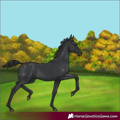 Horse Color:Black 
