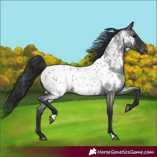 Horse Color:Blue Roan Appaloosa