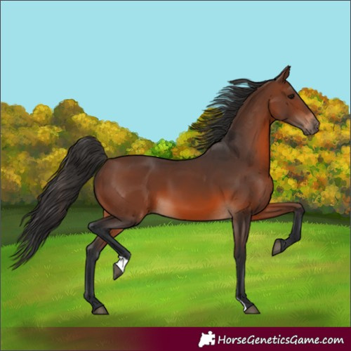 Horse Color:Brown 