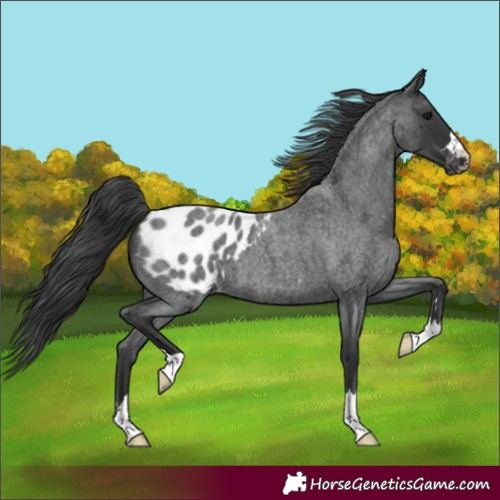 Horse Color:Blue Roan Appaloosa