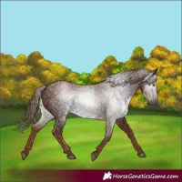 Horse Color:Gray Chestnut