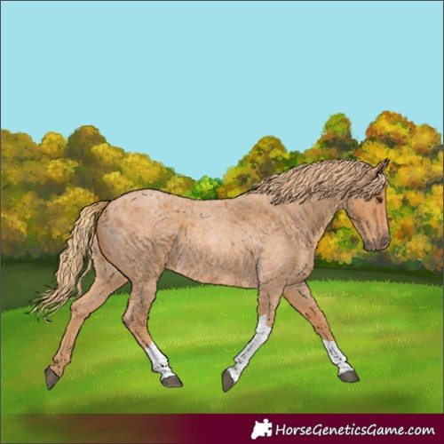 Horse Color:Red Roan Tobiano