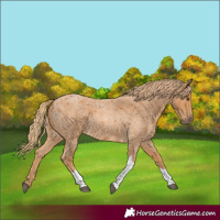 Horse Color:Red Roan Tobiano 