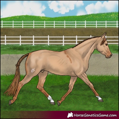 Horse Color:Red Dun 