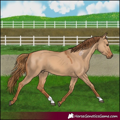 Horse Color:Red Dun 