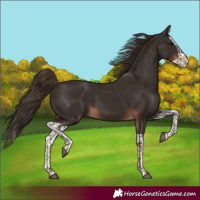 Horse Color:Liver Chestnut  and Liver Chestnut Splash 