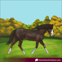 Horse Color:Liver Chestnut  and Liver Chestnut 
