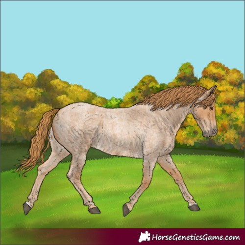 Horse Color:Red Roan