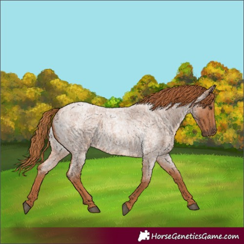 Horse Color:Red Roan