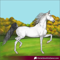 Horse Color:White Spotted Grullo Splash Frame