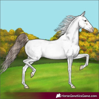Horse Color:White Spotted Classic Champagne Splash Frame Appaloosa 