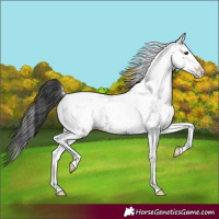 Horse Color:White Spotted Black Splash Tobiano 