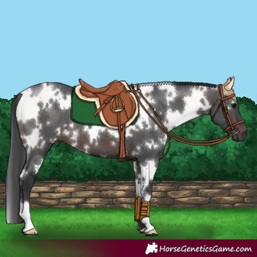 Horse Color:White Spotted Brown 