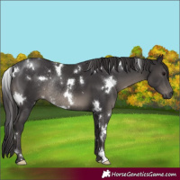 Horse Color:White Spotted Smoky Black Rabicano