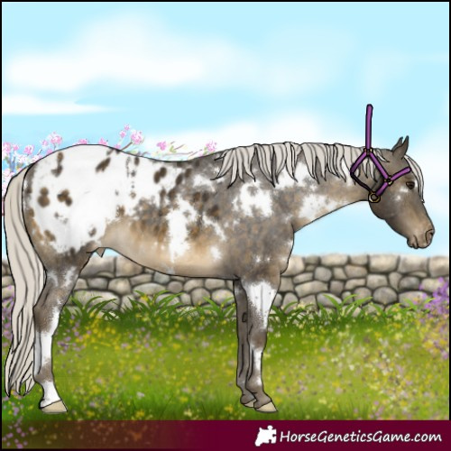 Horse Color:White Spotted Silver Buckskin Appaloosa 