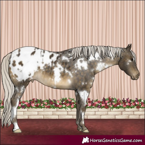 Horse Color:White Spotted Silver Buckskin Appaloosa 