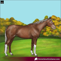 Horse Color:Gray Silver Black Pearl Tobiano