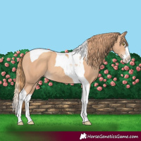 Horse Color:Gold Champagne Splash Tobiano 