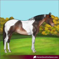 Horse Color:Bay Tobiano Appaloosa Rabicano 
