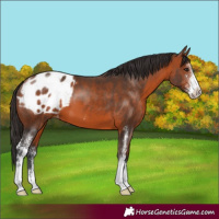 Horse Color:Bay Sabino Appaloosa 