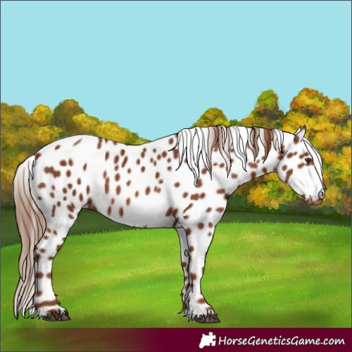 Horse Color:Chestnut Appaloosa