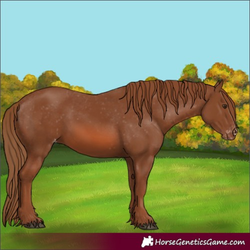 Horse Color:Chestnut Appaloosa