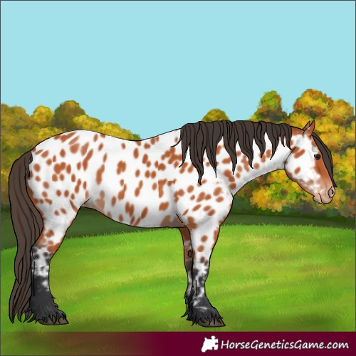 Horse Color:Bay Near Leopard 