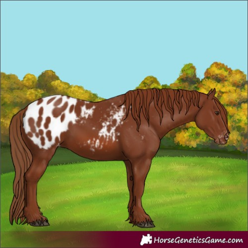 Horse Color:Chestnut Appaloosa 