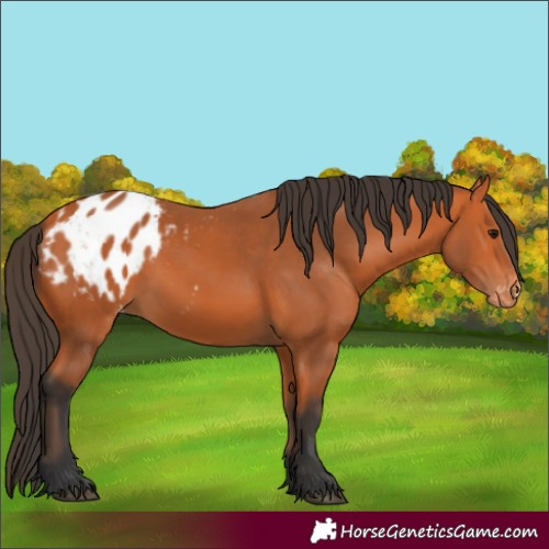 Horse Color:Bay Appaloosa 