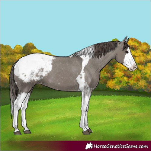 Horse Color:Grullo Splash Tobiano Appaloosa 