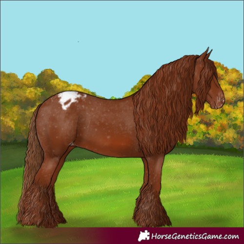 Horse Color:Chestnut Appaloosa 